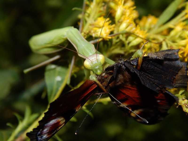 Predatori di farfalle